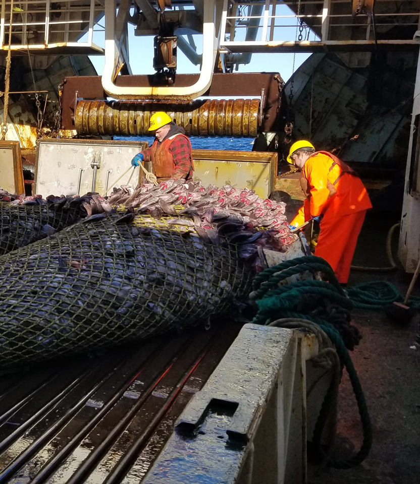 Ocean Prawns fiskeri