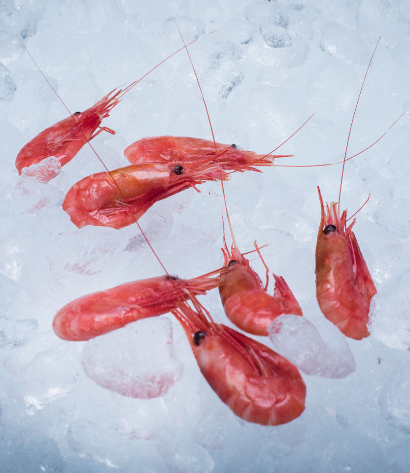 Cold-water prawns - Ocean Prawns